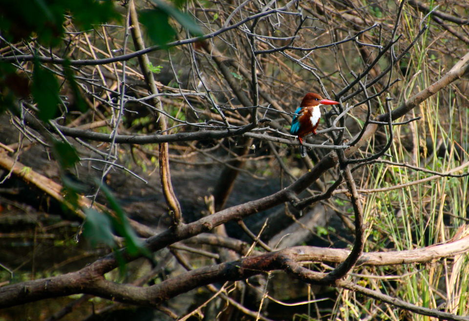Photo of Backpacking With Birds – Bharatpur 4/22 by Avni Kapoor