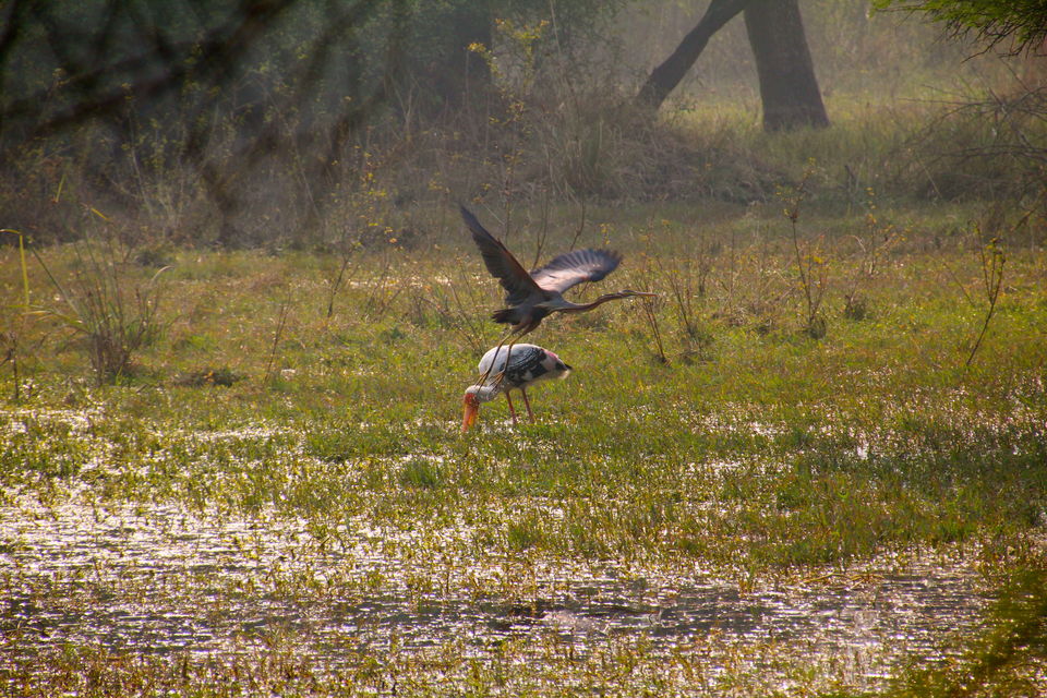 Photo of Backpacking With Birds – Bharatpur 5/22 by Avni Kapoor