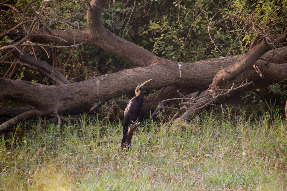 Photo of Backpacking With Birds – Bharatpur 6/22 by Avni Kapoor