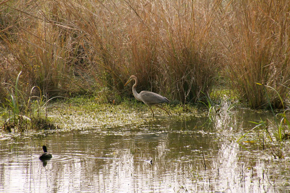 Photo of Backpacking With Birds – Bharatpur 7/22 by Avni Kapoor