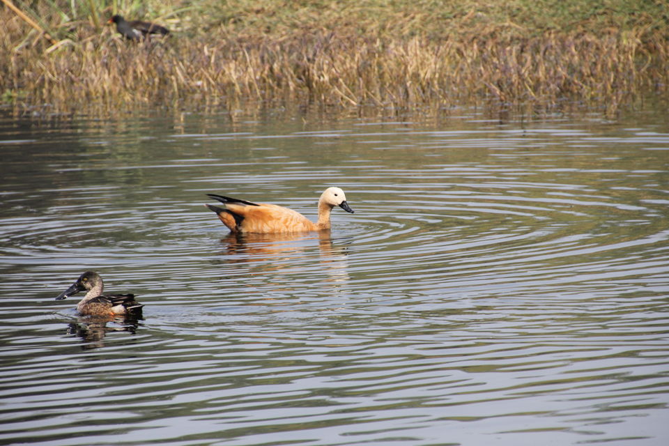 Photo of Backpacking With Birds – Bharatpur 8/22 by Avni Kapoor