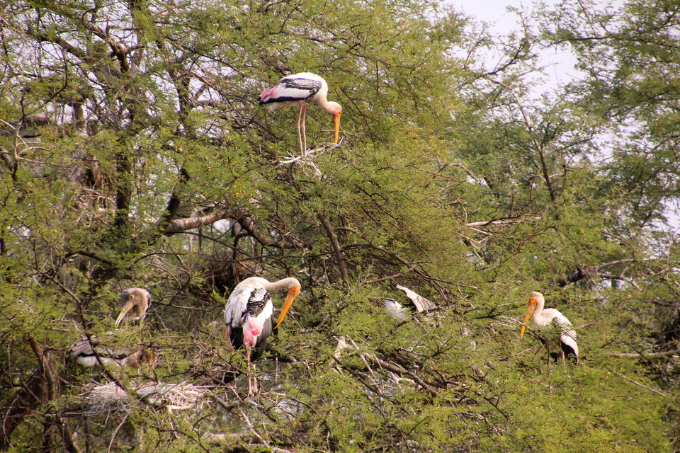 Photo of Backpacking With Birds – Bharatpur 9/22 by Avni Kapoor