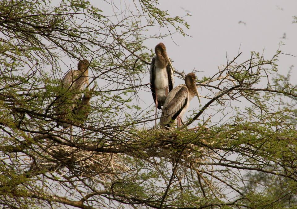 Photo of Backpacking With Birds – Bharatpur 10/22 by Avni Kapoor