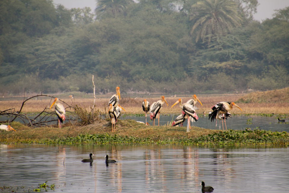 Photo of Backpacking With Birds – Bharatpur 11/22 by Avni Kapoor