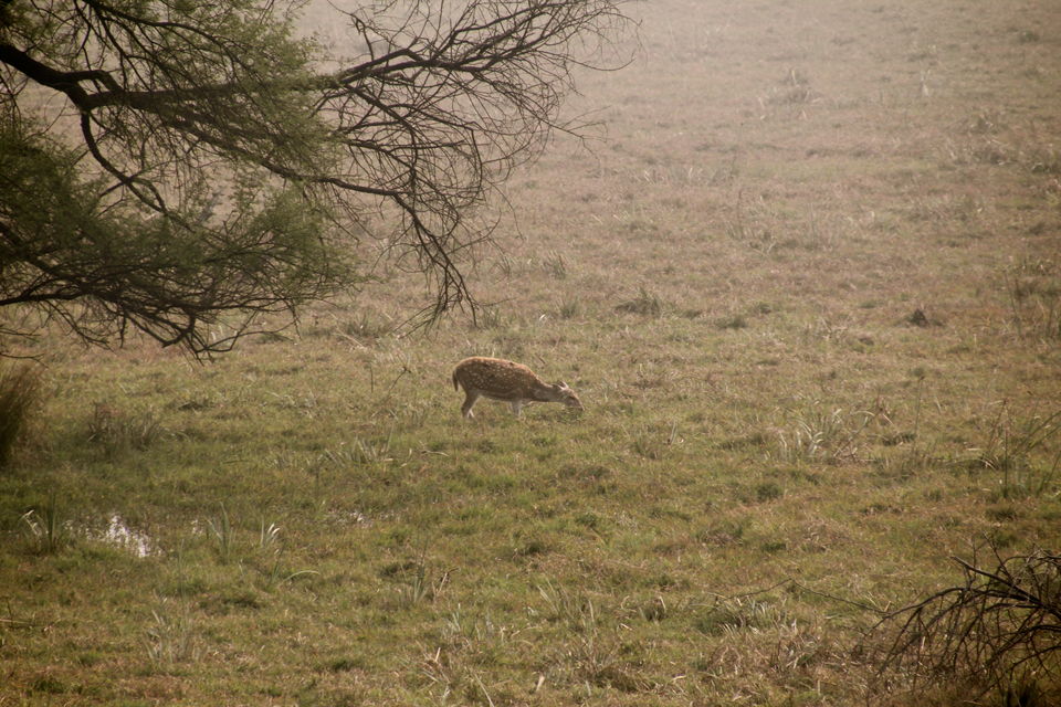 Photo of Backpacking With Birds – Bharatpur 13/22 by Avni Kapoor