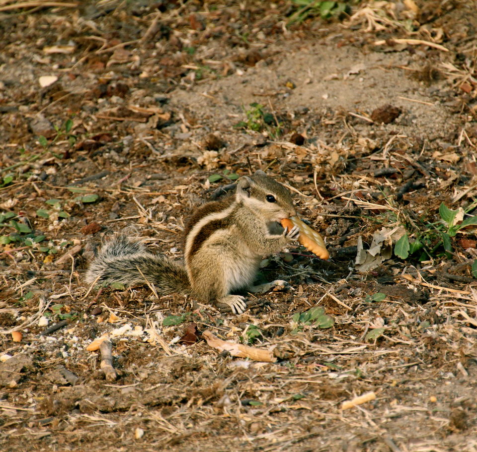 Photo of Backpacking With Birds – Bharatpur 14/22 by Avni Kapoor