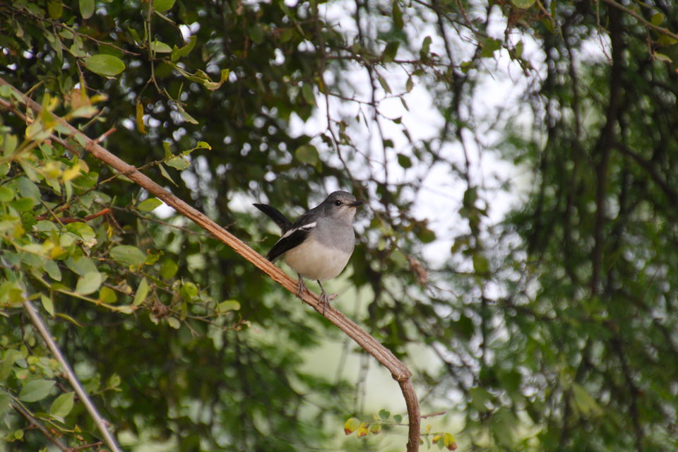 Photo of Backpacking With Birds – Bharatpur 15/22 by Avni Kapoor