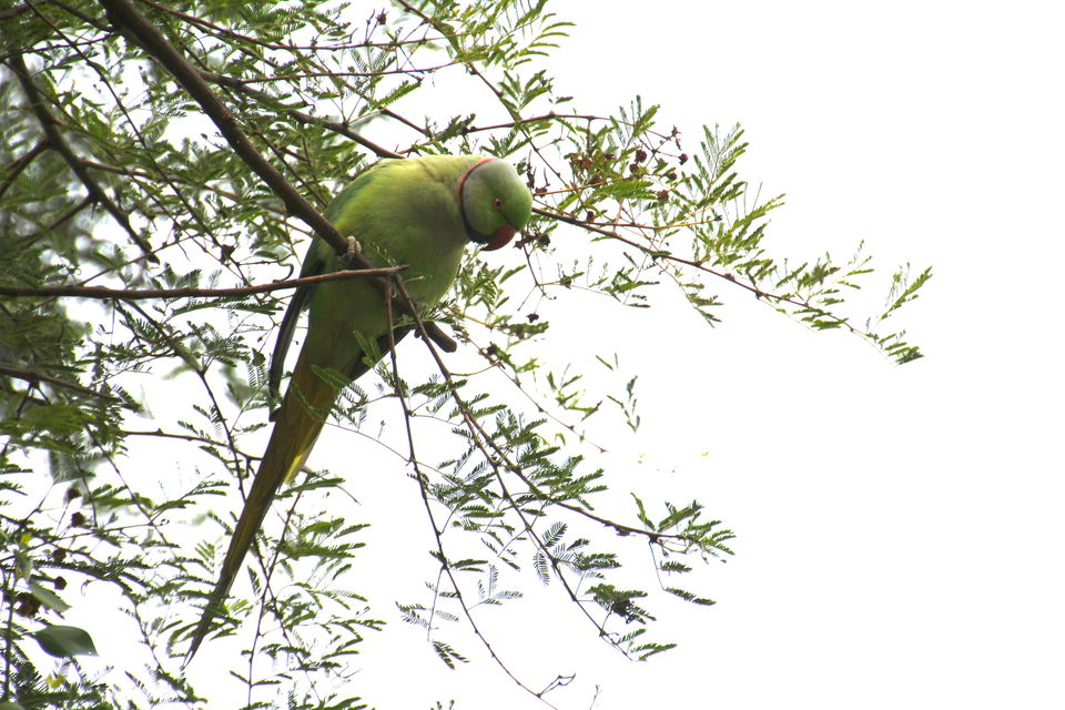Photo of Backpacking With Birds – Bharatpur 16/22 by Avni Kapoor