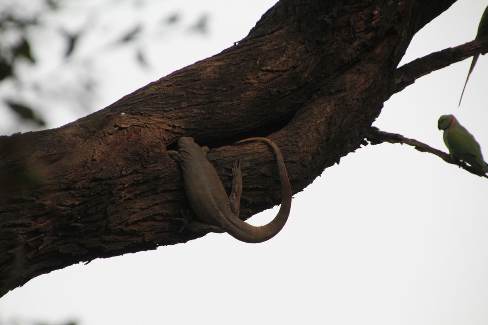 Photo of Backpacking With Birds – Bharatpur 17/22 by Avni Kapoor