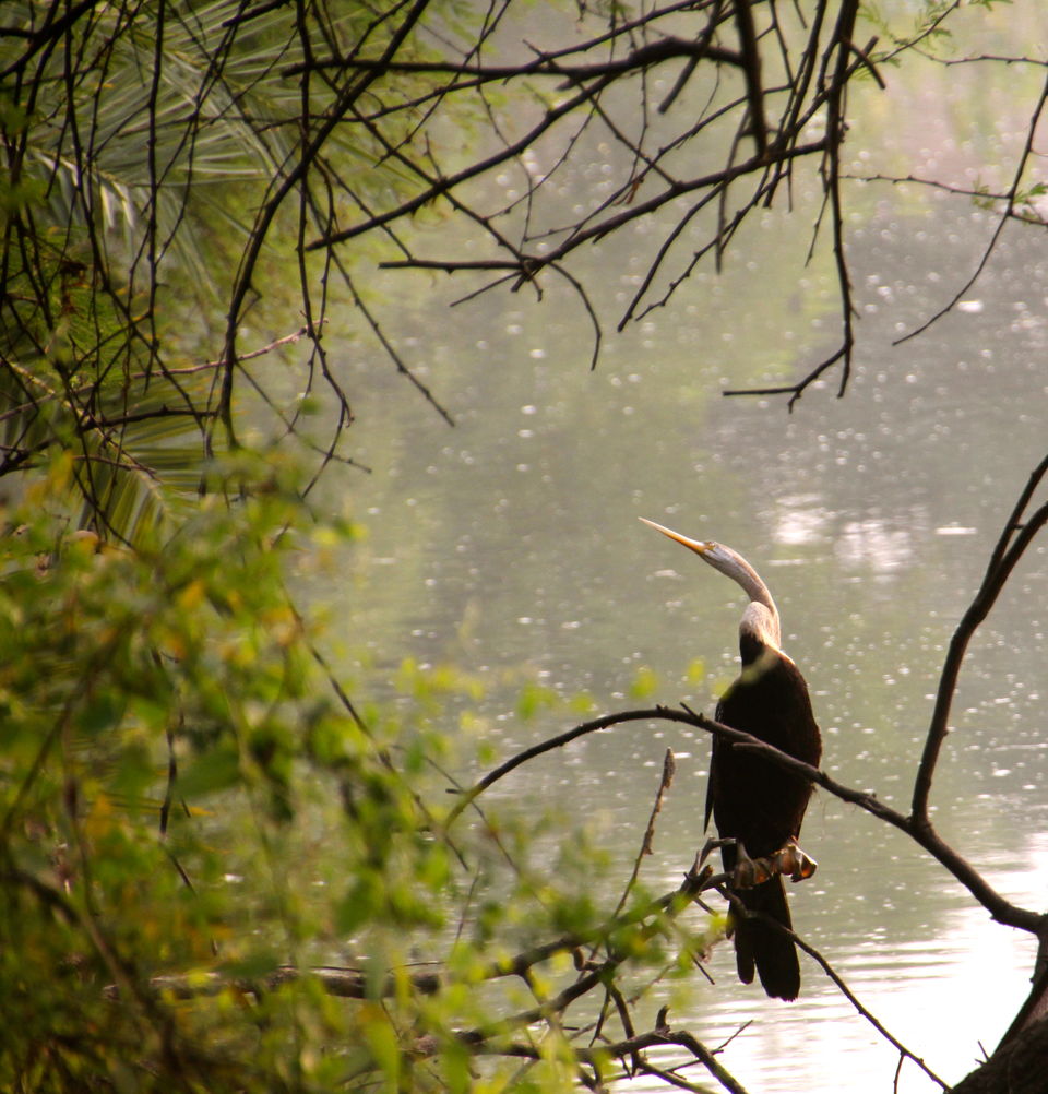 Photo of Backpacking With Birds – Bharatpur 18/22 by Avni Kapoor