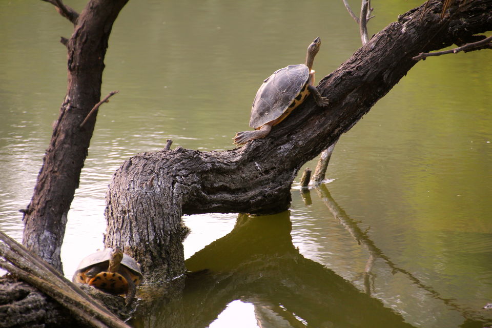 Photo of Backpacking With Birds – Bharatpur 19/22 by Avni Kapoor
