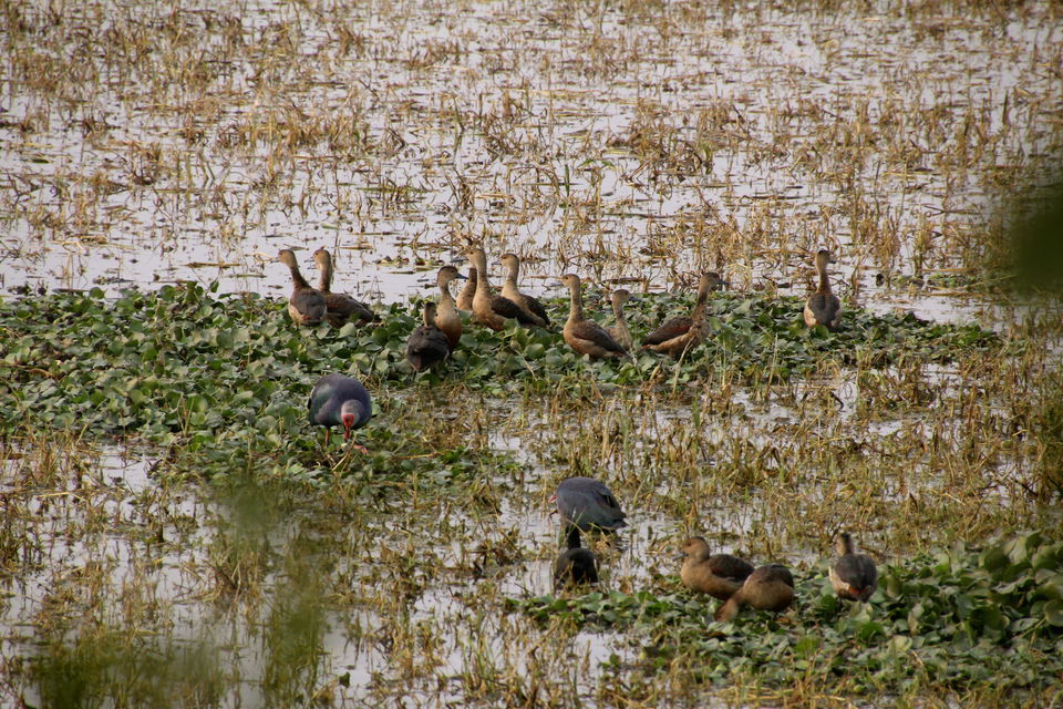Photo of Backpacking With Birds – Bharatpur 20/22 by Avni Kapoor