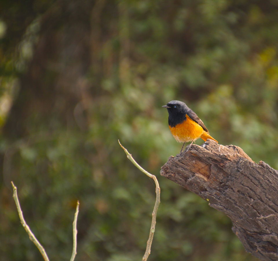 Photo of Backpacking With Birds – Bharatpur 21/22 by Avni Kapoor