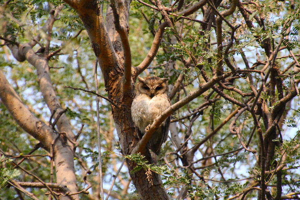 Photo of Backpacking With Birds – Bharatpur 22/22 by Avni Kapoor