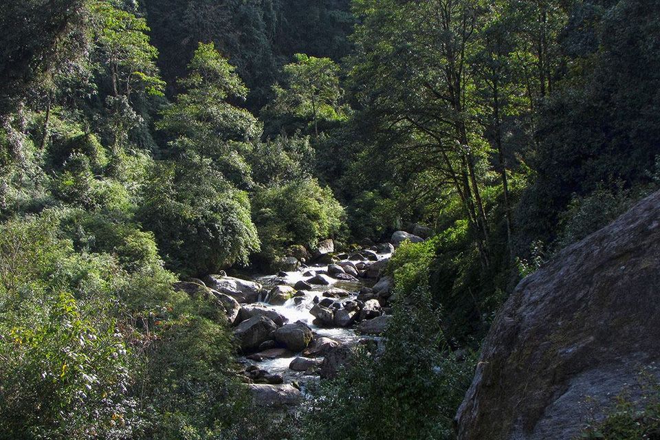 Photo of Trekking through Singaleela National Park 6/23 by sananda dasgupta