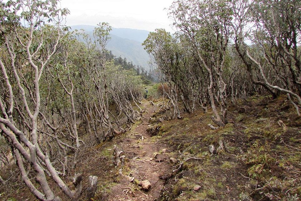 Photo of Trekking through Singaleela National Park 7/23 by sananda dasgupta