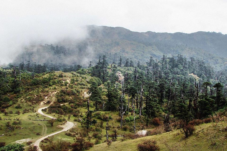 Photo of Trekking through Singaleela National Park 10/23 by sananda dasgupta