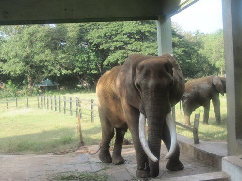 Photo of Mysore Zoo, Mysore, Karnataka, India by Aishwarya Venugopal