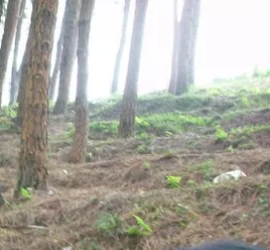 Photo of Pine Forest, Kottayam , Kerala by Aishwarya Venugopal