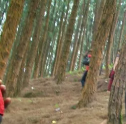 Photo of Pine Forest, Kottayam , Kerala by Aishwarya Venugopal