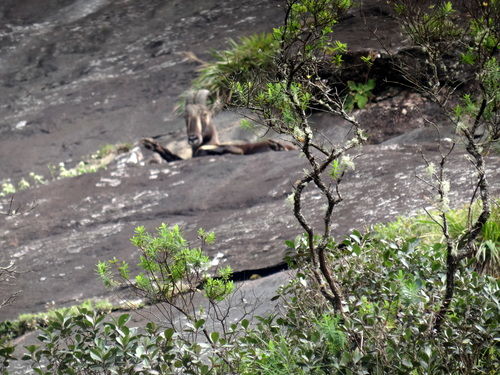 Photo of Eravikulam National Park, Kannan Devan Hills, Kerala, India by Lets Head Out