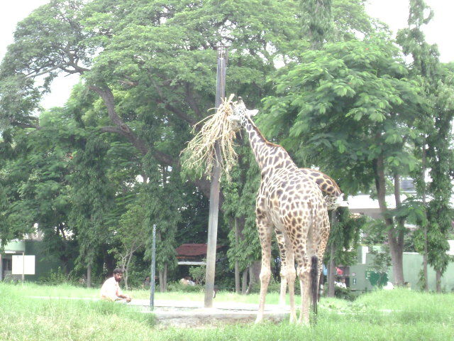 Photo of Mysore Zoo, Mysore, Karnataka, India by Aishwarya Venugopal