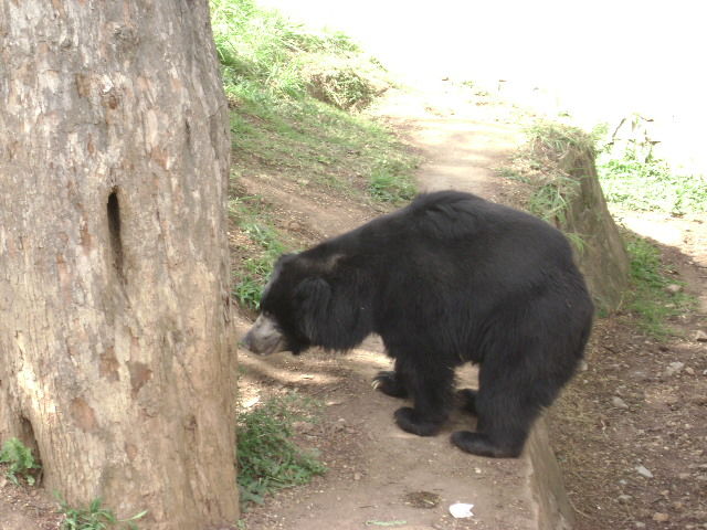 Photo of Mysore Zoo, Mysore, Karnataka, India by Aishwarya Venugopal
