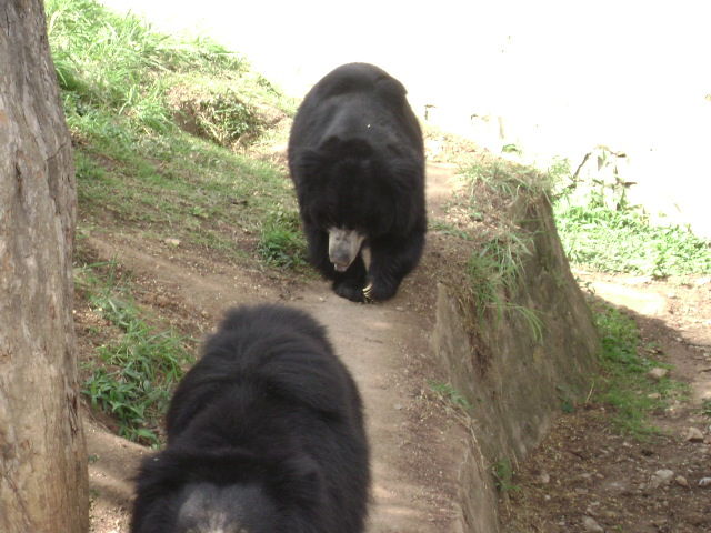Photo of Mysore Zoo, Mysore, Karnataka, India by Aishwarya Venugopal