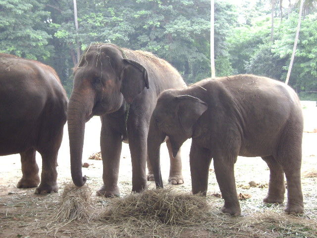 Photo of Mysore Zoo, Mysore, Karnataka, India by Aishwarya Venugopal