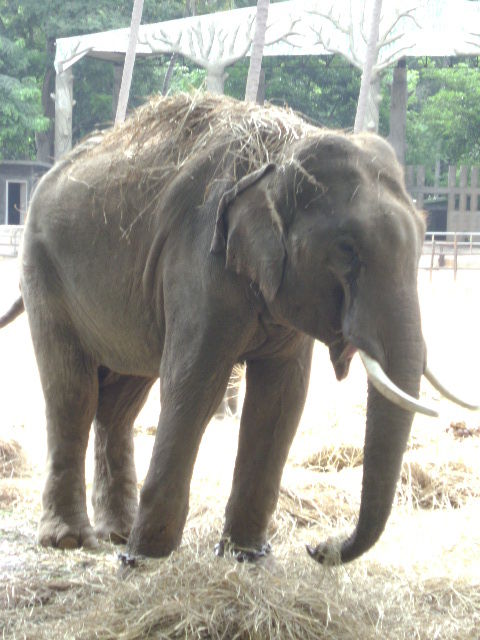 Photo of Mysore Zoo, Mysore, Karnataka, India by Aishwarya Venugopal