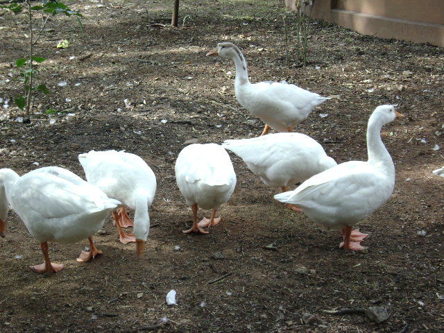 Photo of Mysore Zoo, Mysore, Karnataka, India by Aishwarya Venugopal
