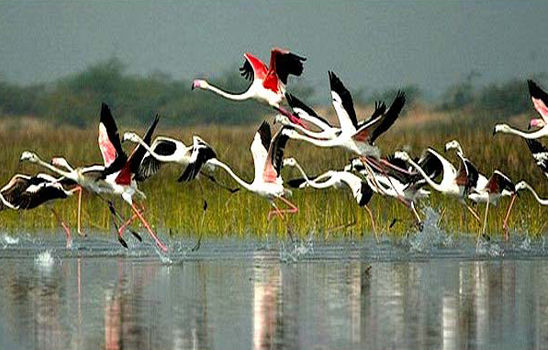 Photo of Best Places to Visit in Rajasthan in Winter 3/10 by India Holidays