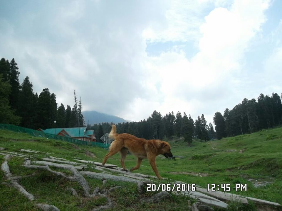 Photo of A nomadic trip to Kashmir and beyond. by Mahima Nanda