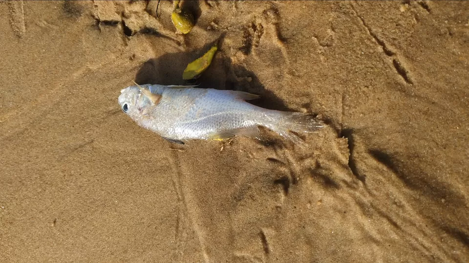 Photo of A day with a brand new beach by Shashwati Samanta