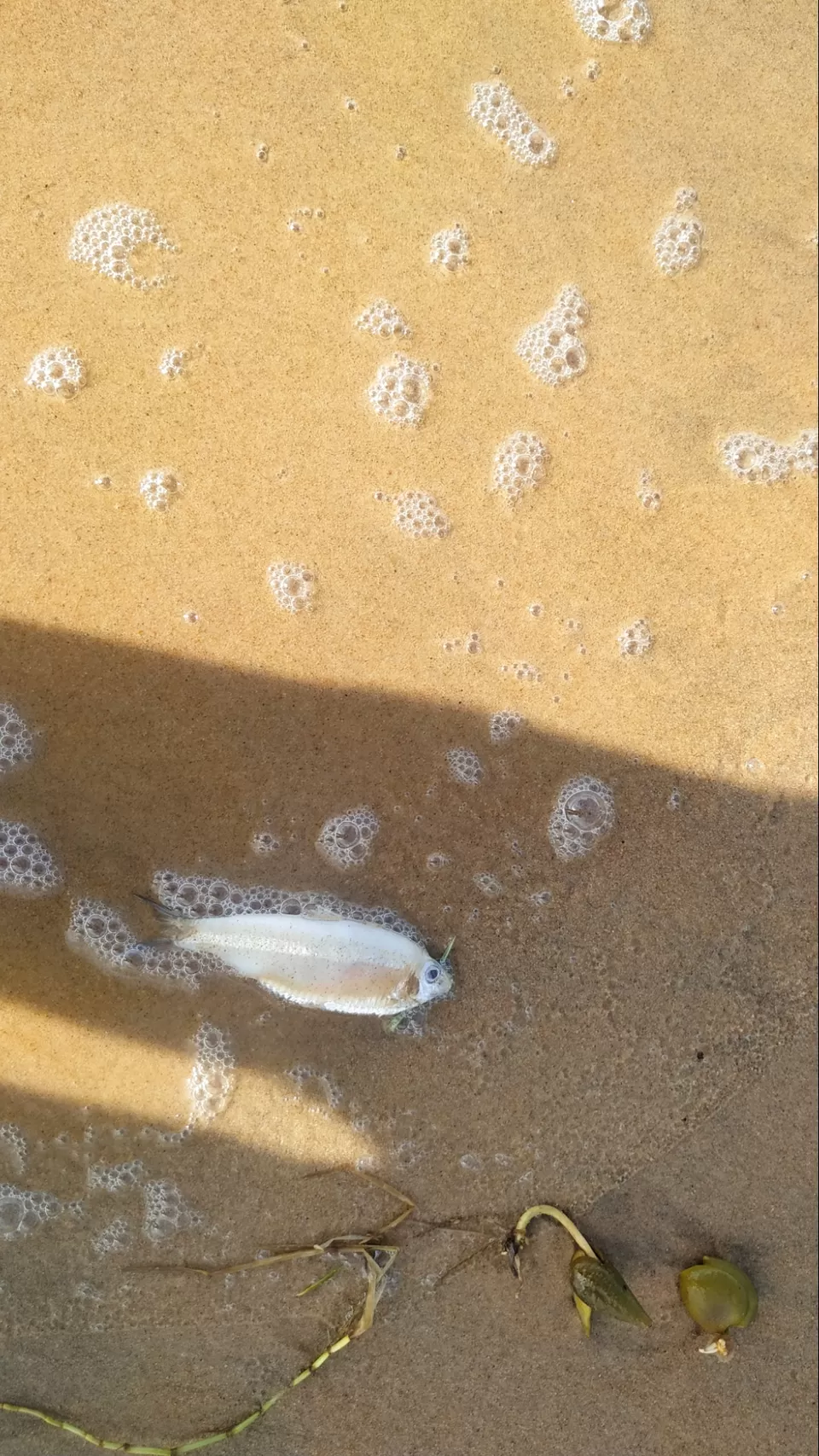 Photo of A day with a brand new beach by Shashwati Samanta