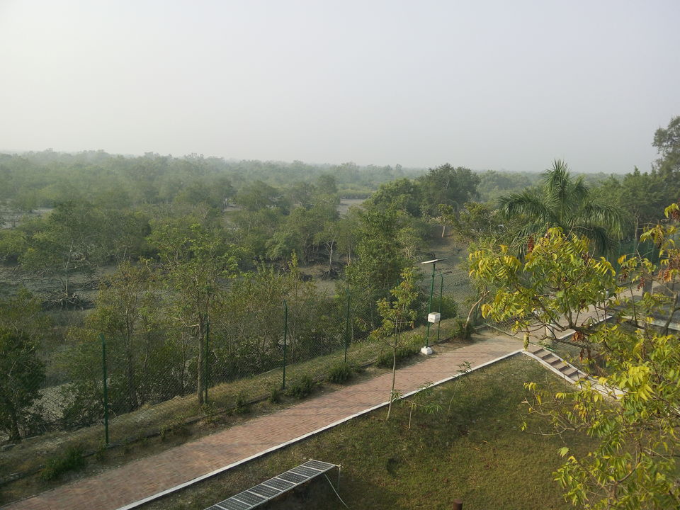 Photo of The allegorical Sunderbans 9/39 by Deepak