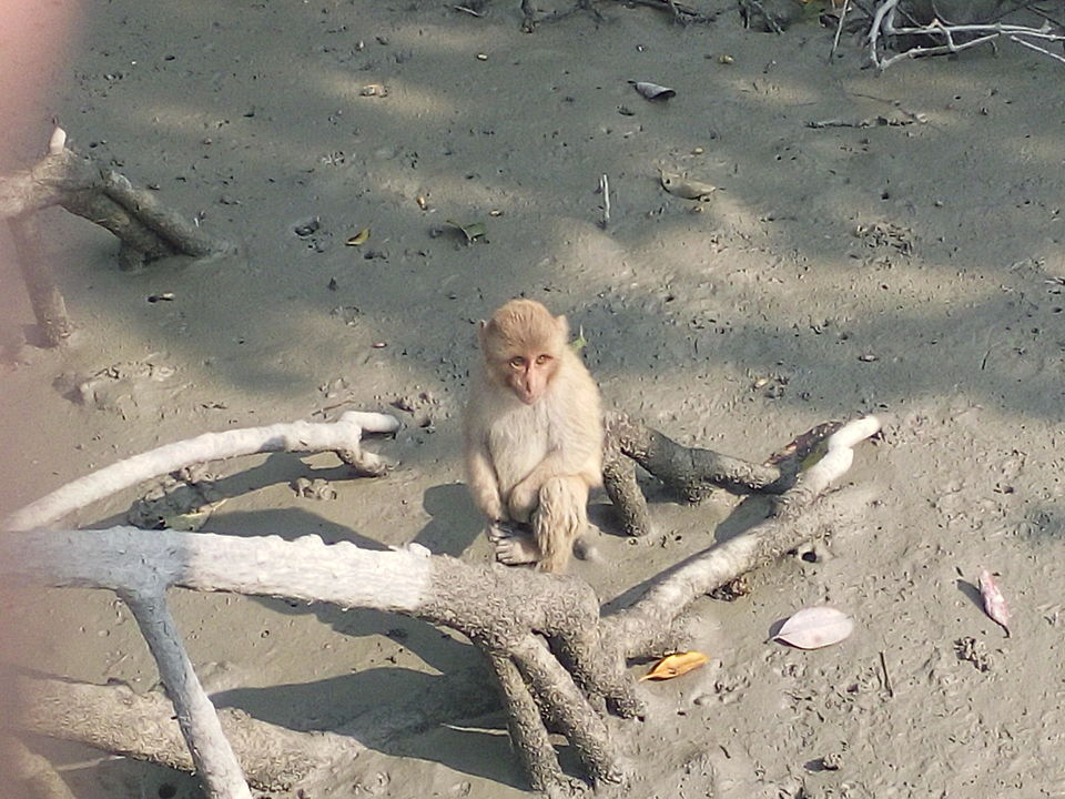 Photo of The allegorical Sunderbans 15/39 by Deepak