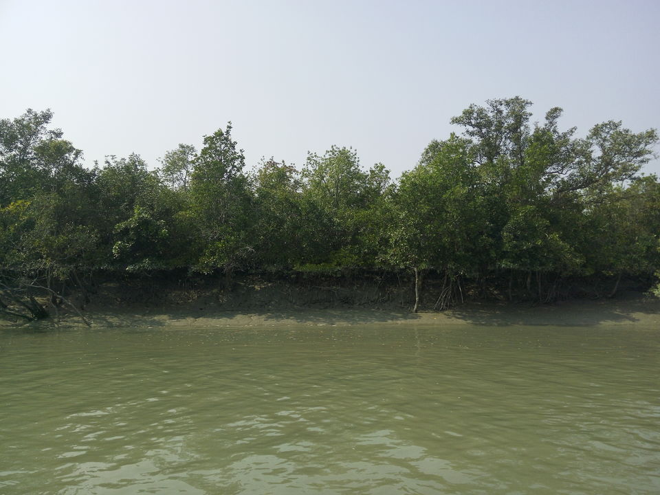 Photo of The allegorical Sunderbans 21/39 by Deepak