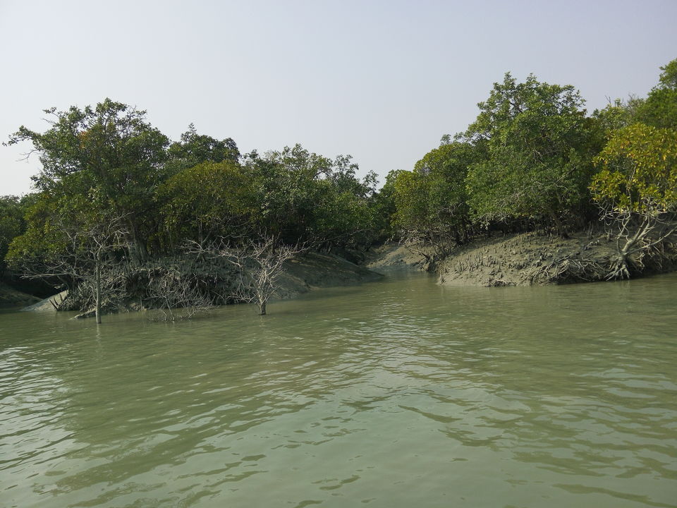 Photo of The allegorical Sunderbans 23/39 by Deepak