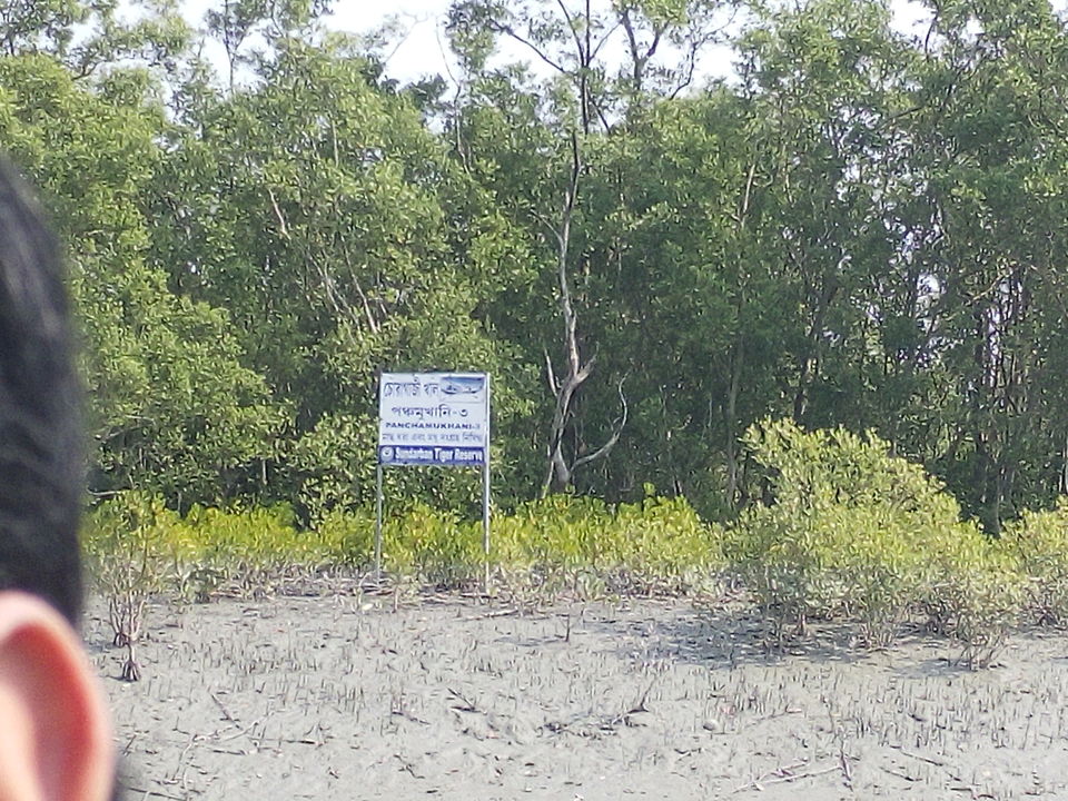 Photo of The allegorical Sunderbans 25/39 by Deepak