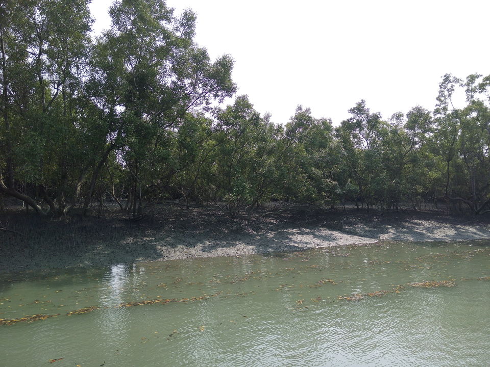 Photo of The allegorical Sunderbans 26/39 by Deepak
