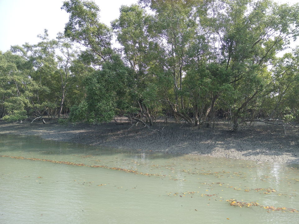 Photo of The allegorical Sunderbans 27/39 by Deepak
