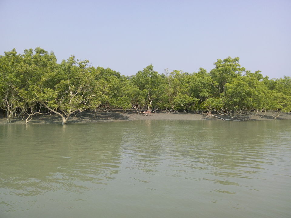 Photo of The allegorical Sunderbans 29/39 by Deepak