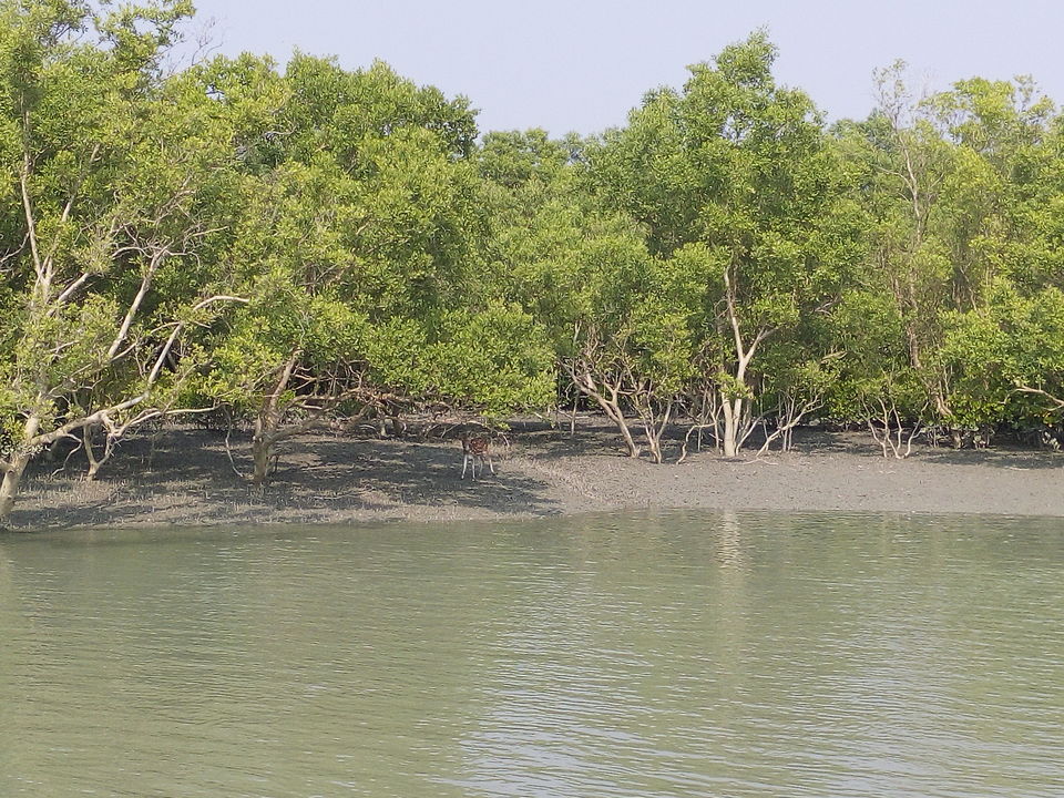 Photo of The allegorical Sunderbans 30/39 by Deepak