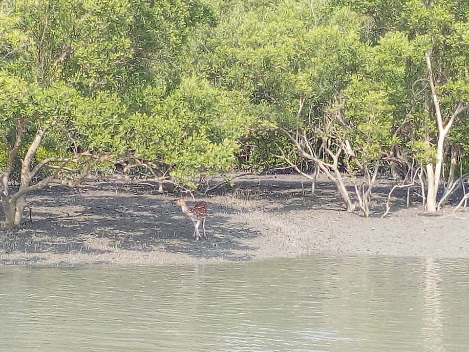 Photo of The allegorical Sunderbans 31/39 by Deepak