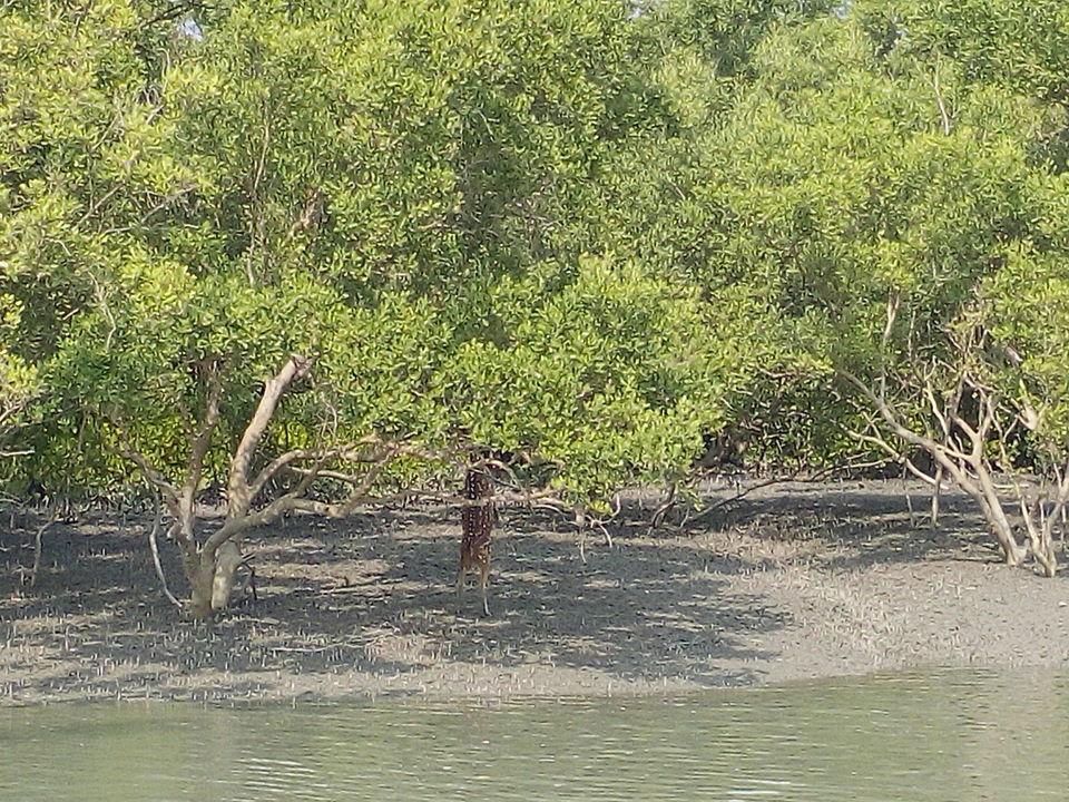 Photo of The allegorical Sunderbans 32/39 by Deepak