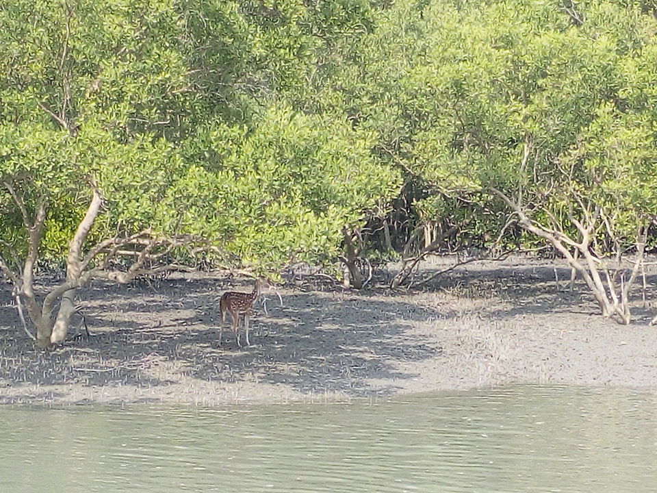 Photo of The allegorical Sunderbans 33/39 by Deepak