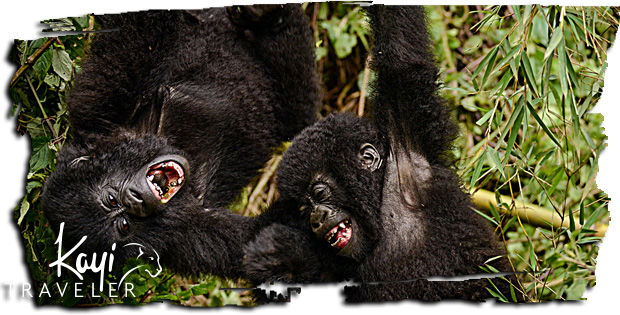 Photo of Rwanda: Express Gorilla Trekking 1/6 by Kayi Traveler