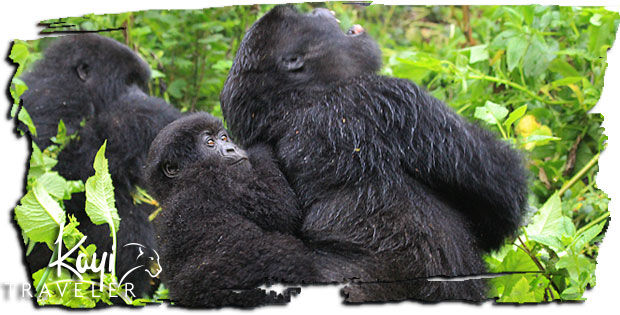 Photo of Rwanda: Express Gorilla Trekking 2/6 by Kayi Traveler
