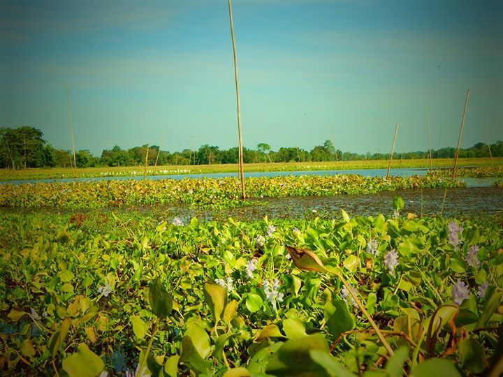 Photo of Trip to the second largest river island in the world – MAJULI 5/29 by Bikashjyoti Pathak